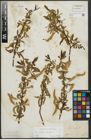 Foto von Salix alba L. x Salix fragilis L.